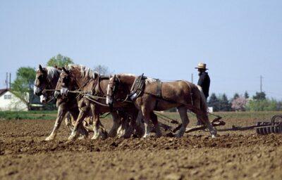 Six ‘Lost’ Off-Grid Lessons From The Amish Community Farmer-554470_640-400x256