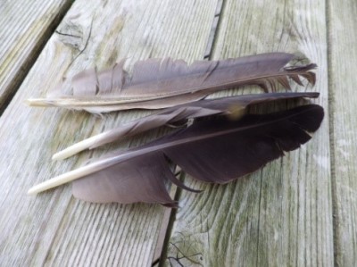 Wing feathers. Image source: Steve Nubia