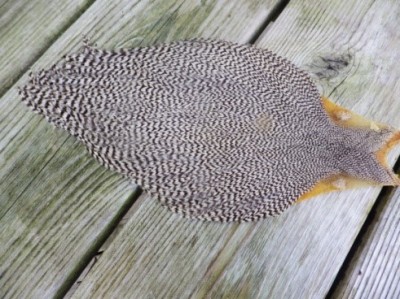 Cape feathers. Image source: Steve Nubia