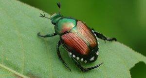 Natural Japanese Beetle Repellants For Your Garden