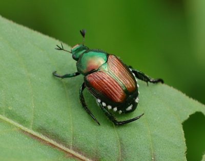 Natural Japanese Beetle Repellants