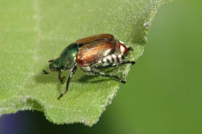 natural japanese beetle repellents