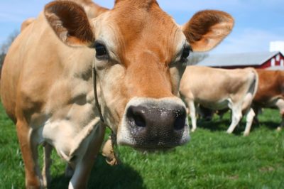The 5 Best Dairy Cattle Breeds For The Homestead