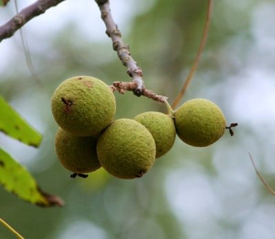 7 Delicious ‘Wild Nuts’ Your Ancestors Ate Every Fall