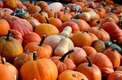 pumpkins-506422_640