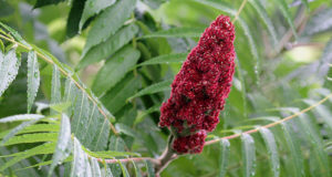 Sumac: The Edible Wild Plant You (Wrongly) Thought Was Always Poisonous
