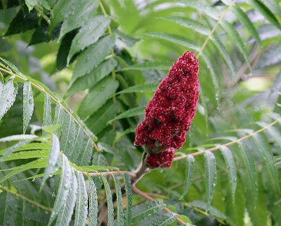 Sumac: The Edible Wild Plant You (Wrongly) Thought Was Always Poisonous