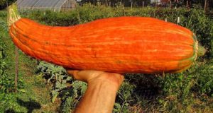 ‘Extinct Squash’ Grown From 800-Year-Old Heirloom Seeds