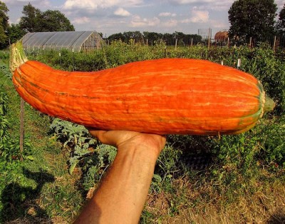 'Extinct Squash' Grown From 800-Year-Old Heirloom Seeds