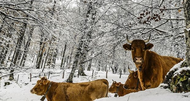 How To Ensure Your Livestock Survive The Winter