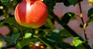 Grow Your Own Apples: 9 Varieties That Homesteaders Simply Love