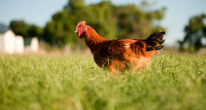 The Healthiest And Fastest-Growing Meat Chickens For The Homestead