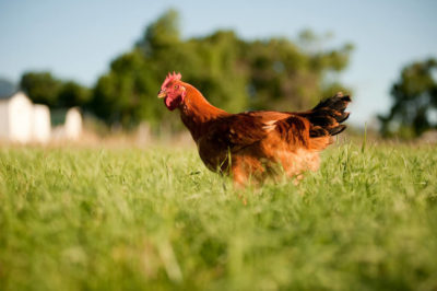 The Healthiest And Fastest-Growing Meat Chickens For The Homestead