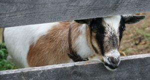 The 5 Best Meat Goat Breeds For Your Homestead