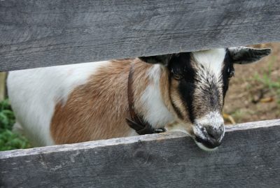 The 5 Best Meat Goat Breeds For Your Homestead