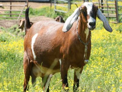 The 5 Best Dairy Goat Breeds For The Homestead