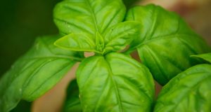 10 Versatile ‘Super Herbs’ You Should Be Growing Right Now
