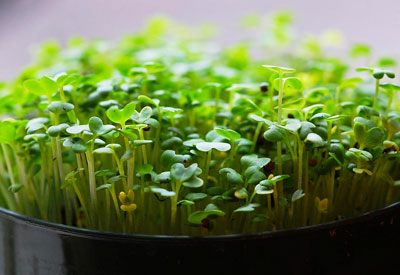 How To Grow An Edible Indoor Garden In Just 10 Days 