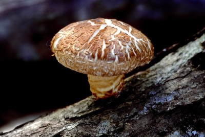shitake mushroom -- wikimedia