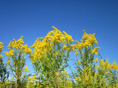 Goldenrod: The Roadside Fall Healing ‘Weed’ You (Wrongly) Thought Was An Allergen