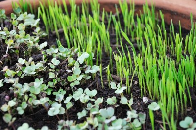 How To Grow An Edible Indoor Garden In Just 10 Days