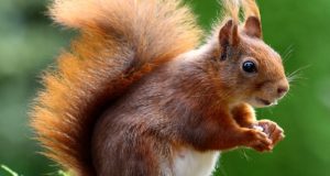 What Squirrels Can Teach Us About Winter Food Storage