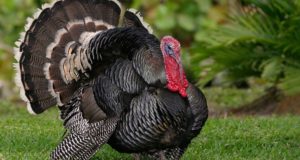 How To Raise And Slaughter Turkeys On Your Homestead