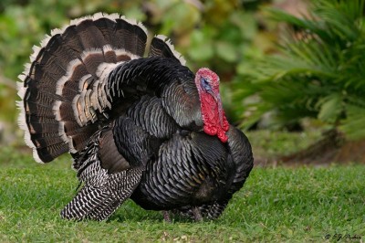 How To Raise Turkey And Slaughter Turkeys On Your Homestead