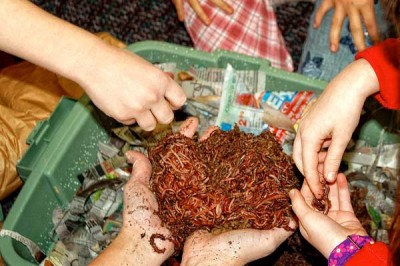 vermicomposting 3 -- growingagreenerworldDOTcom