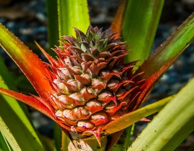 How To Grow Pineapple (Even In Cold-Weather Climates)