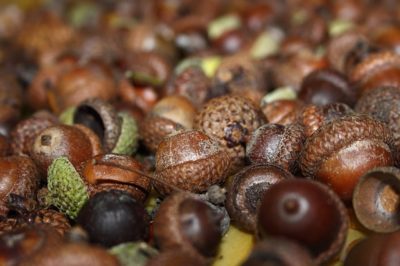 How To Easily Make Flour From Acorns (And Why You Should Learn)