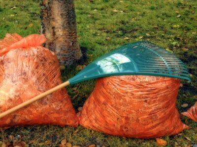 Don’t Rake Your Leaves This Year! (Here’s Why)