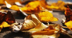 Here’s Why You Should NEVER Rake Up Leaves