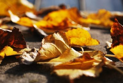 Don’t Rake Your Leaves This Year! (Here’s Why)