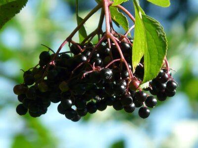 The Simple Way To Dye Fabric Naturally With Food