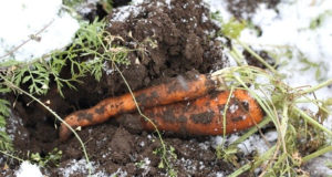 9 Cold-Hardy Vegetables You Can Overwinter For Spring