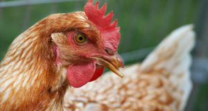 How To Turn Your Backyard Chickens Into Homestead Money-Makers