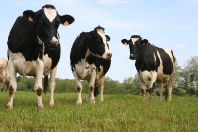 Grass-Fed Or Grain-Fed Cows For The Homestead? 