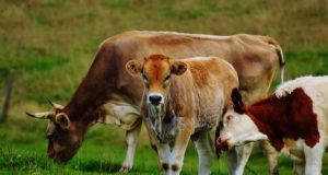 Grass-Fed Or Grain-Fed Cows For The Homestead?