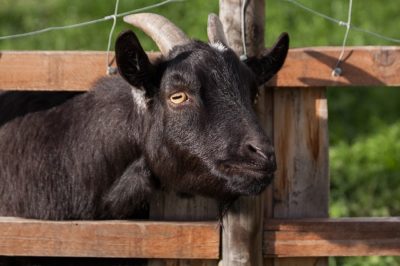 4 All-Natural, Chemical-Free Wormers For Your Livestock