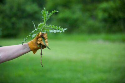 This American City Jails Citizens For Having Garden Weeds (Yes, Really)