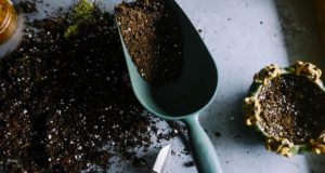 Here’s The Best Use For Your Old Potting Soil