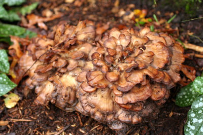 Hen of the woods. Image source: Wikipedia