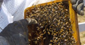 Beekeeping 101: Picking The Best Hive Design For Your Homestead