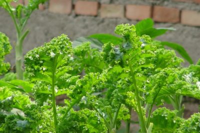 Kale: The Frost-Proof, Snow-Hardy Vegetable You Can Grow Anywhere 