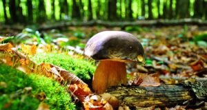 5 Edible, Wild Mushrooms Anyone Can Find (With A Little Help)