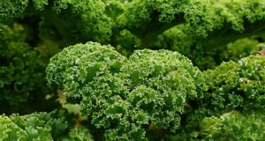 Kale: The Frost-Proof, Snow-Hardy Vegetable You Can Grow Anywhere