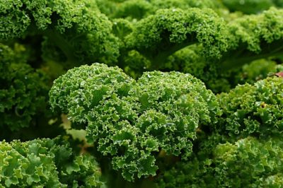 Kale: The Frost-Proof, Snow-Hardy Vegetable You Can Grow Anywhere