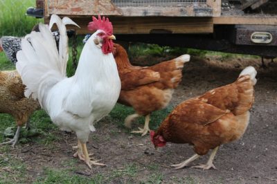 The 4 Most Humane Ways To Kill A Backyard Chicken