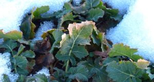8 Snow-Hardy Vegetables You (Really) Can Grow During Winter